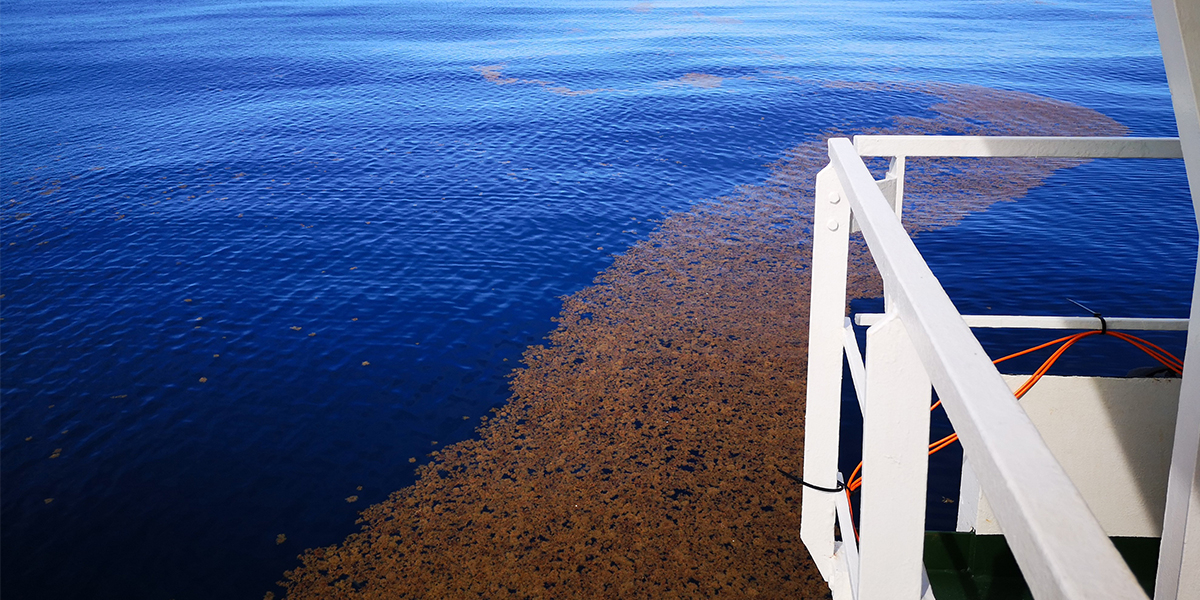 Long stretched patches of Sargassum.