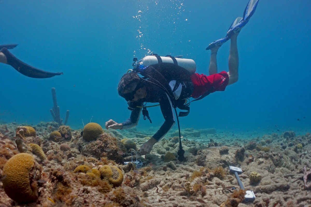 Andi Haas coral reef research Curacao 2021