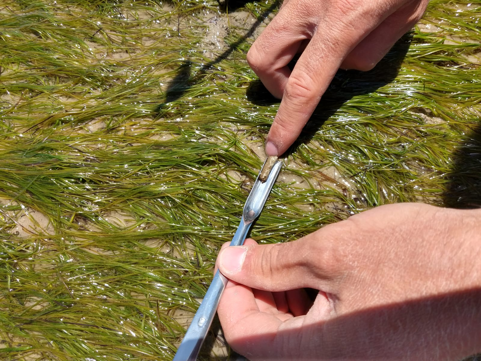 We usually manage to collect an individual dropping after video recording the focal bird for half an hour. Dropping will be analyzed for diet composition and hormone balance. Photo: Jan van Gils