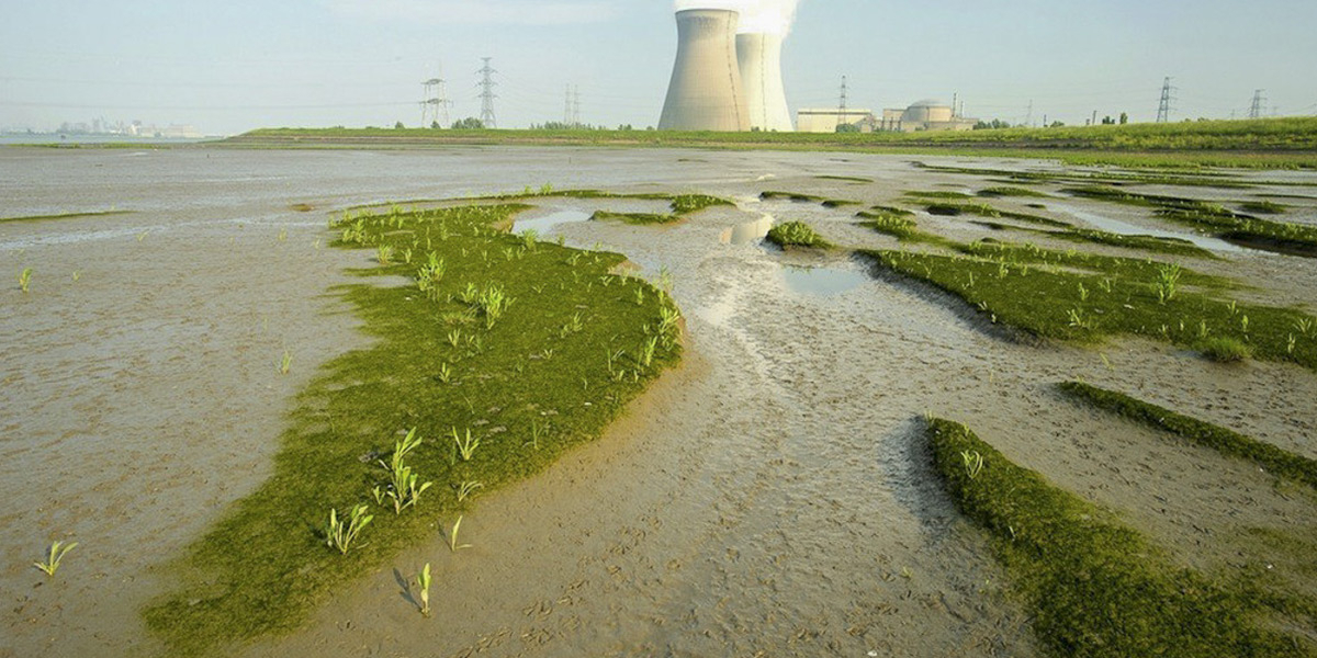 In the Oosterschelde tidal flats are eroding as a consequence of the construction of the storm surge barrier in the mouth of this coastal bay. 