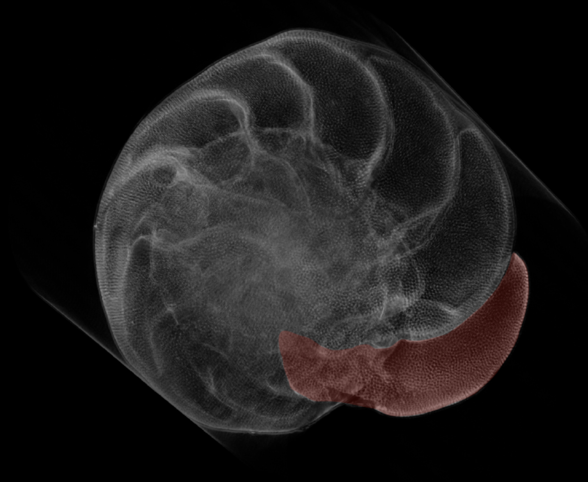 A micro scan of a foram from one of Dämmers experiments. The resolution of such scans make it possible to quantify the amount of calcium carbonate (here in red) made by the foram during experiments. Credits: Linda Dämmer.