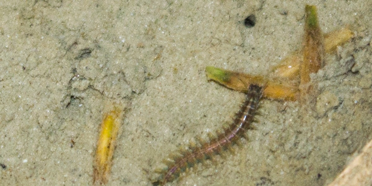 A ragworm picking a seed of cordgrass.