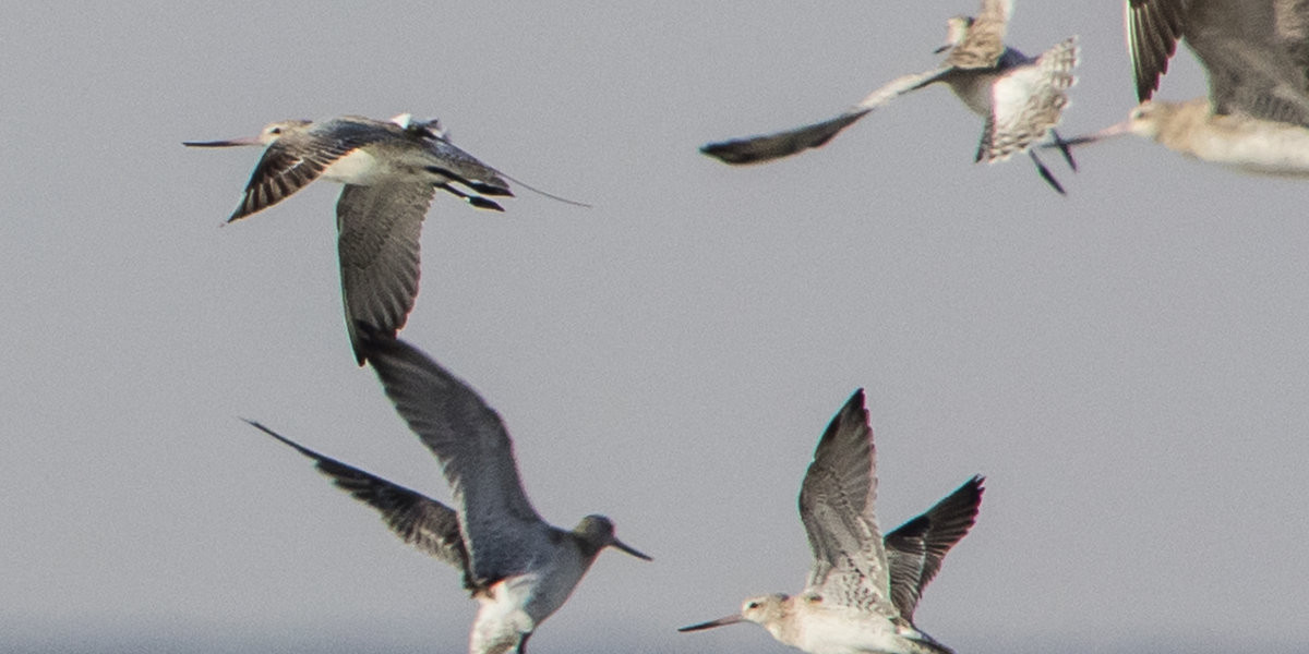 Bar-tailed Godwits