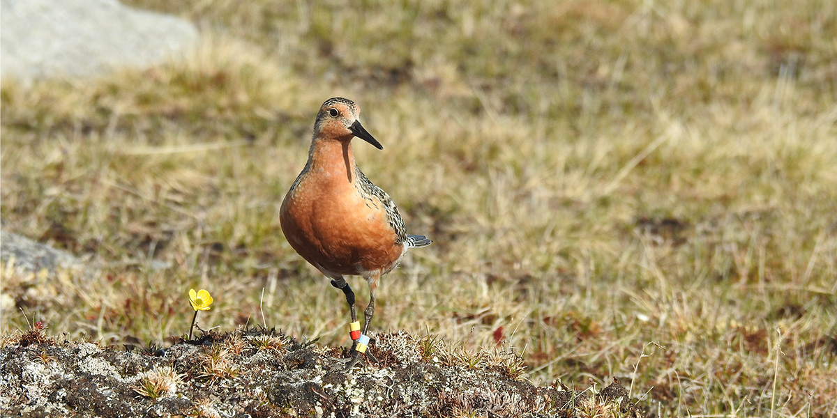 Knot in Siberia (ringed in Mauritania). Photo: Job ten Horn