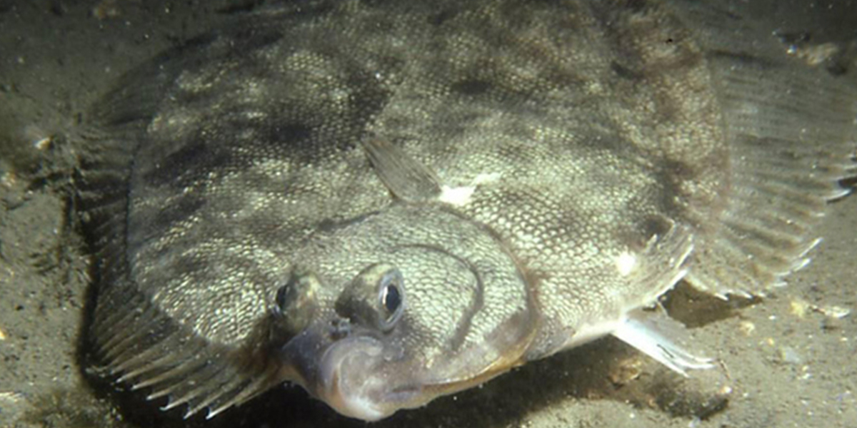 Winter flounder <i>Pseudopleuronectes americanus</i> in Narragansett Bay. Photo: Jerry Prezioso, NEFSC:NOAA