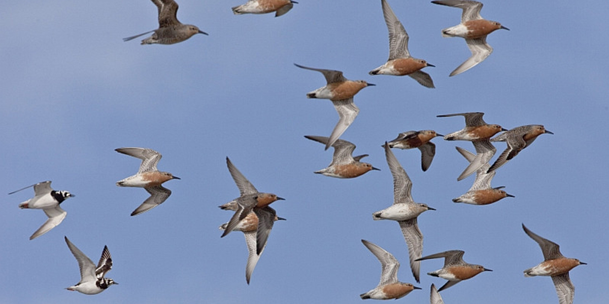 Knowledge about leadership in pigeons may yield insight into the behavior of other social species, such as these shorebirds Photo: Allert Bijleveld.
