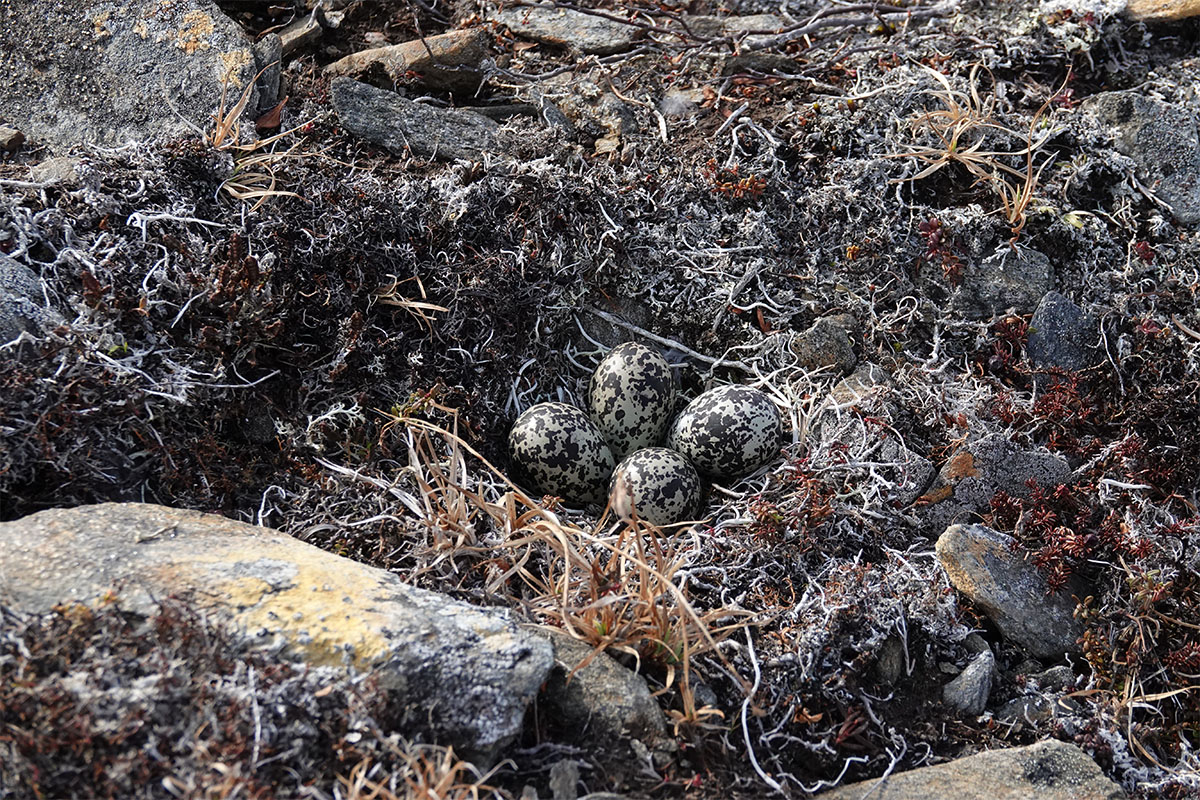 American Golden plover nest. Photo: Clazina Kwakernaak