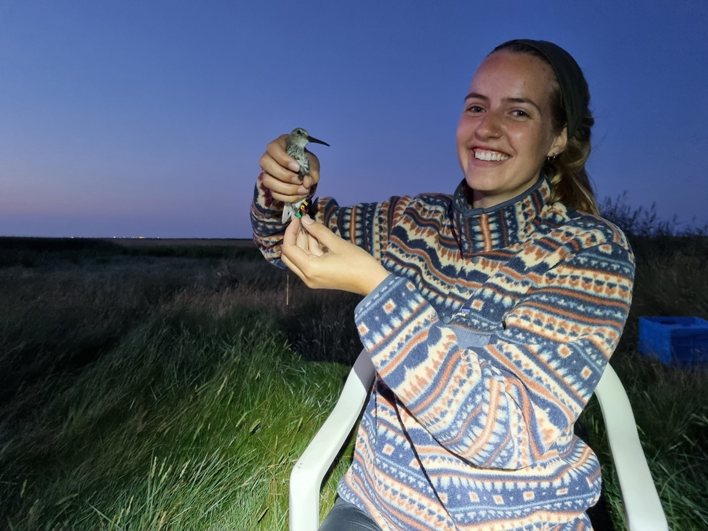 De eerste gezenderde bonte strandloper. Foto: Allert Bijleveld 