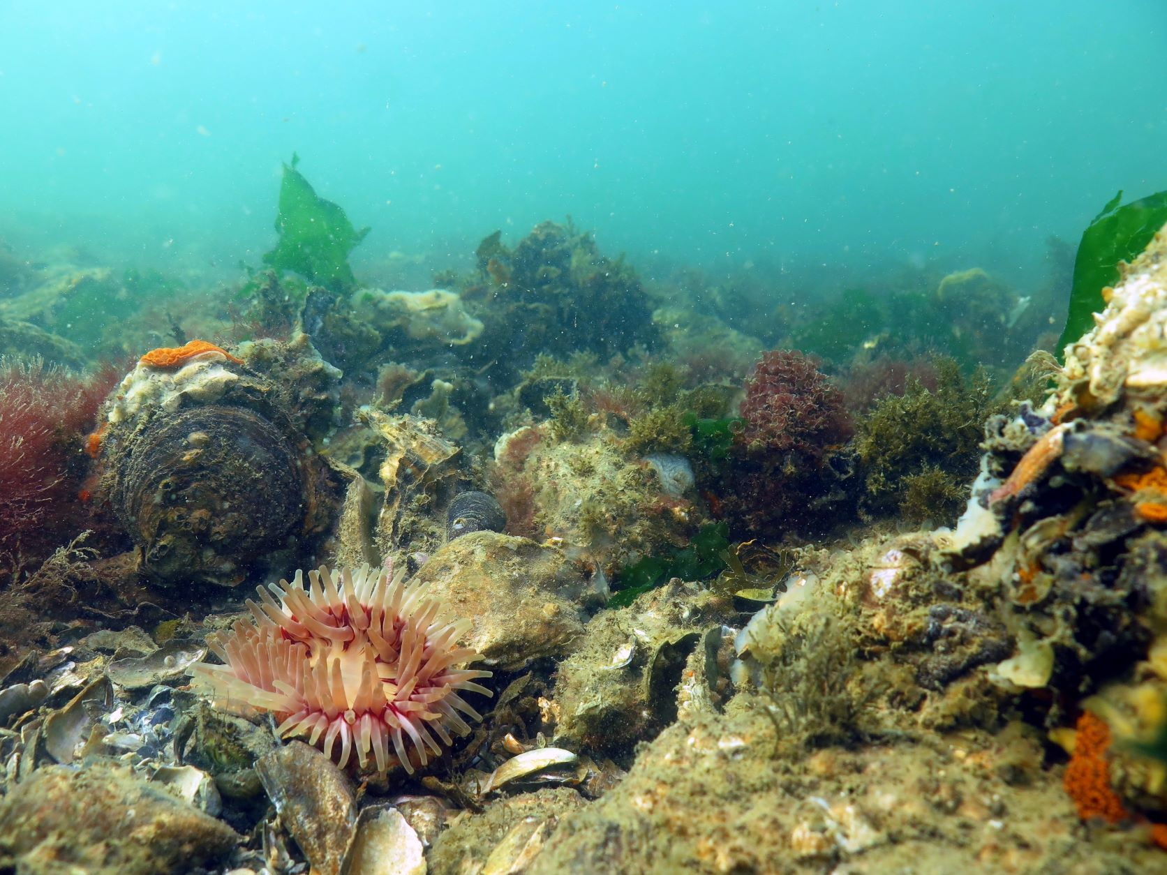 Platte oester en annemoon. Foto: Bureau Waardenburg - Floor Driessen