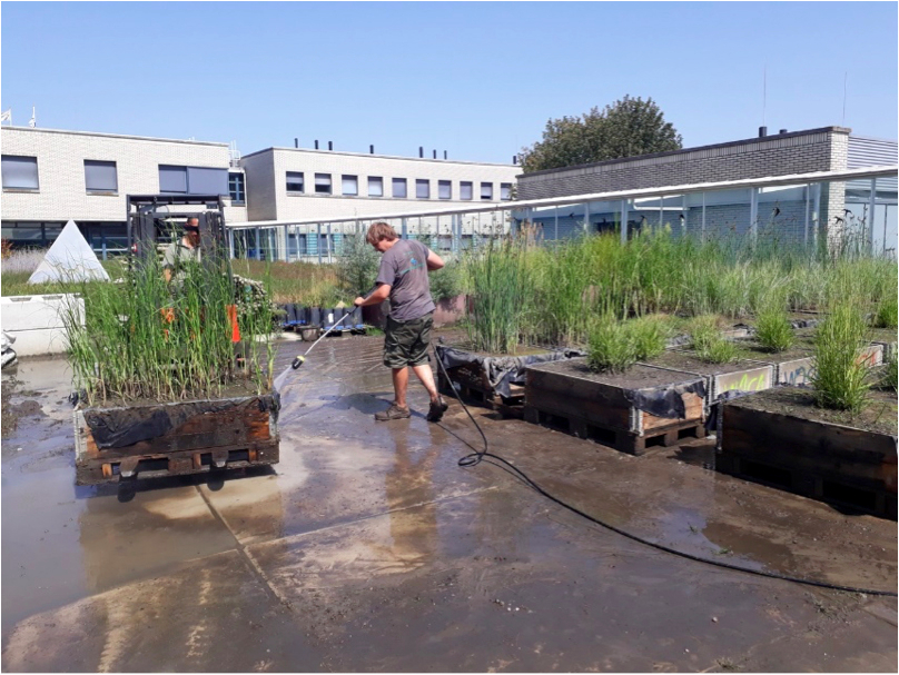 Op het NIOZ in Yerseke en de Universiteit van Antwerpen zijn moerasplanten in verschillende levensstadia gekweekt. Hier worden ze voorbereid voor hun transport naar de stroomgoot in Duitsland. Foto: Tjeerd Bouma.