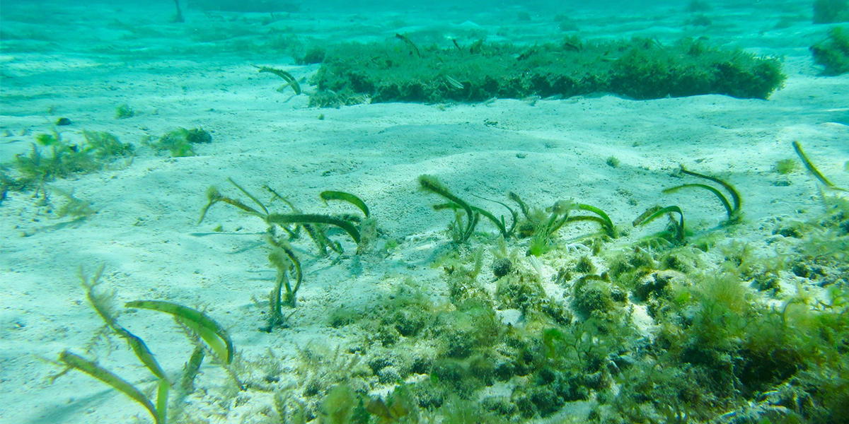 After several months, clonal growth was visible in the seagrass, not just within the structure but beyond it too. Photo: Marjolijn Christianen