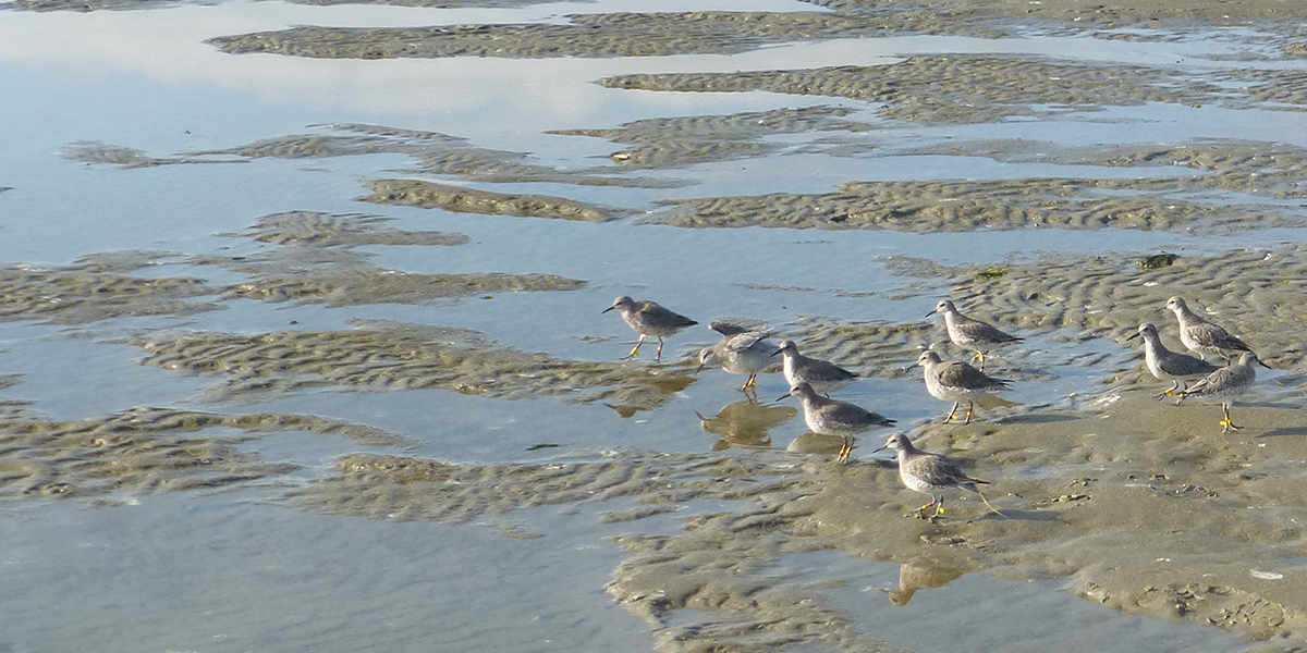 Part of the research is to learn how much and what type of prey the red knots have eaten in 4 months.