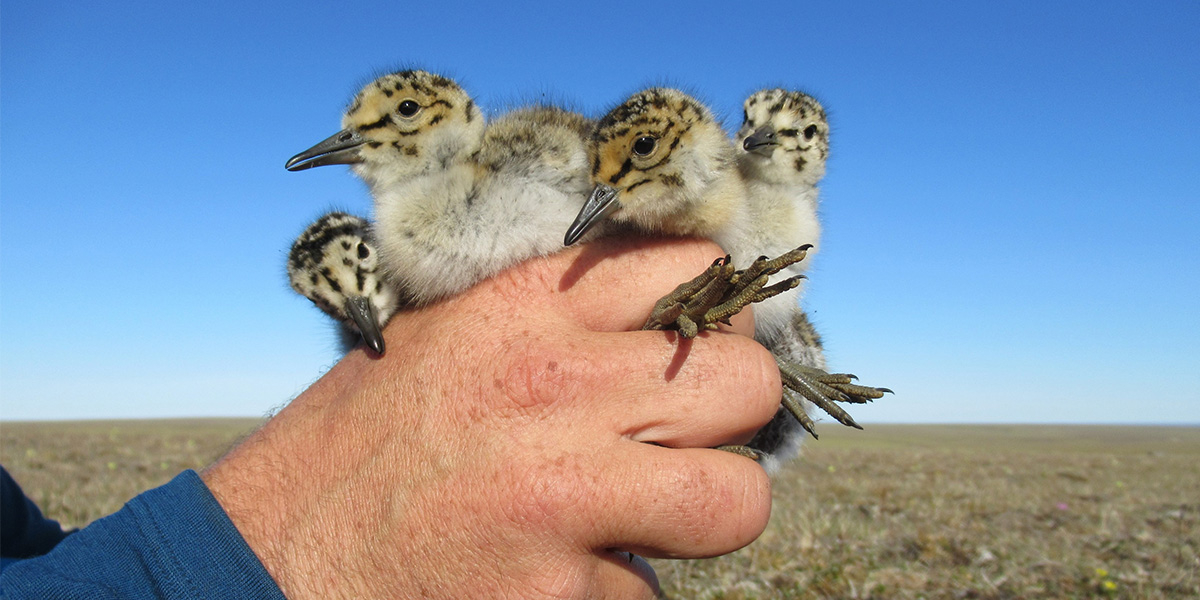 Red knot chicks in Siberia. Photo: Jan van Gils