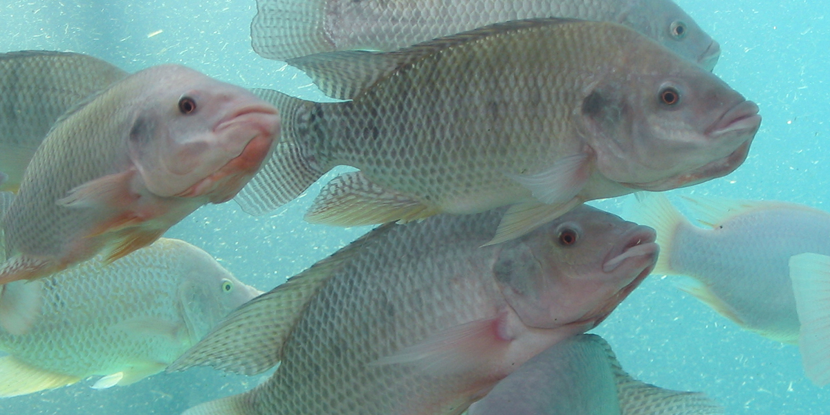 Nijltilapia (Oreochromis niloticus).