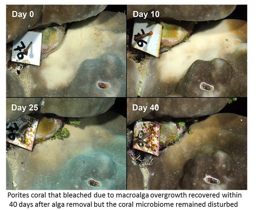 coralmacroalg.jpg