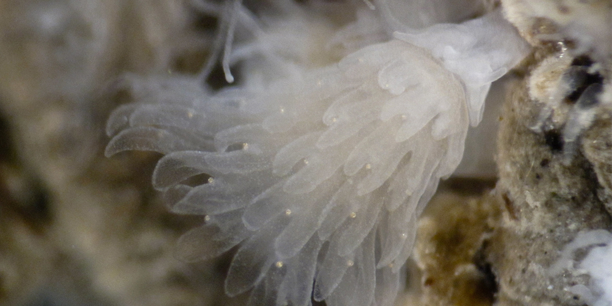 Jellyfish polyps attached on a hard substrate. Photo: Lodewijk van Walraven