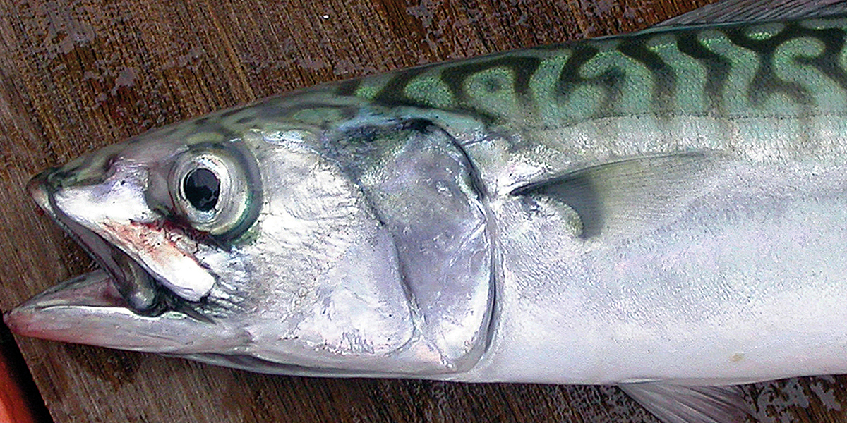 The head of a mackerel. Photo: Peter A. Henderson