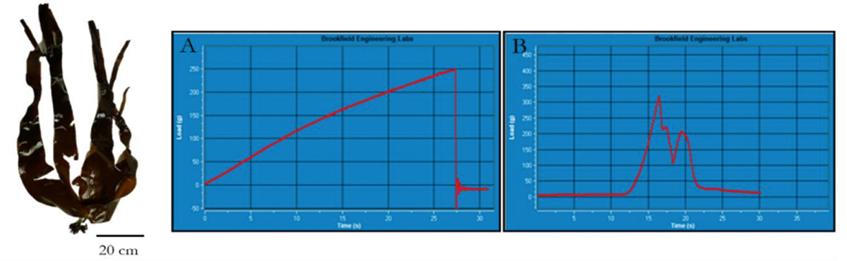 Exemplary graphs of (A) ultimate tensile strength (UTS) and (B) ultimate piercing load (UPL) during texture analysis (analyzer: CT3, Brookfield Engineering, USA) of a <i>Laminaria digitata</i> frond. 