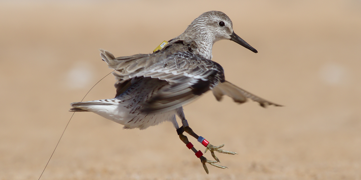 Landing red knot with sattag from Iwik. Photo: Benjamin Gnep