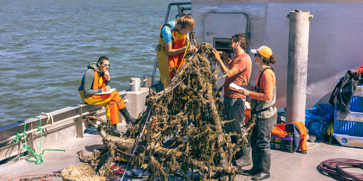 6 pear trees makes 3m3 pyramid-shaped reef