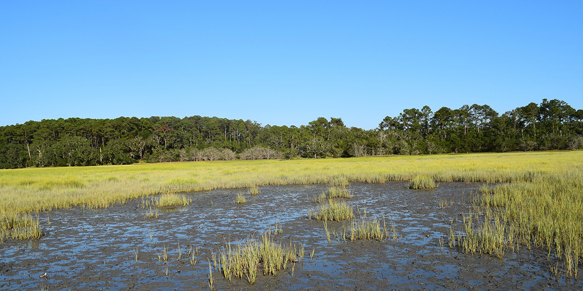 Sapelo Oakdale, die off version 2 July 2016