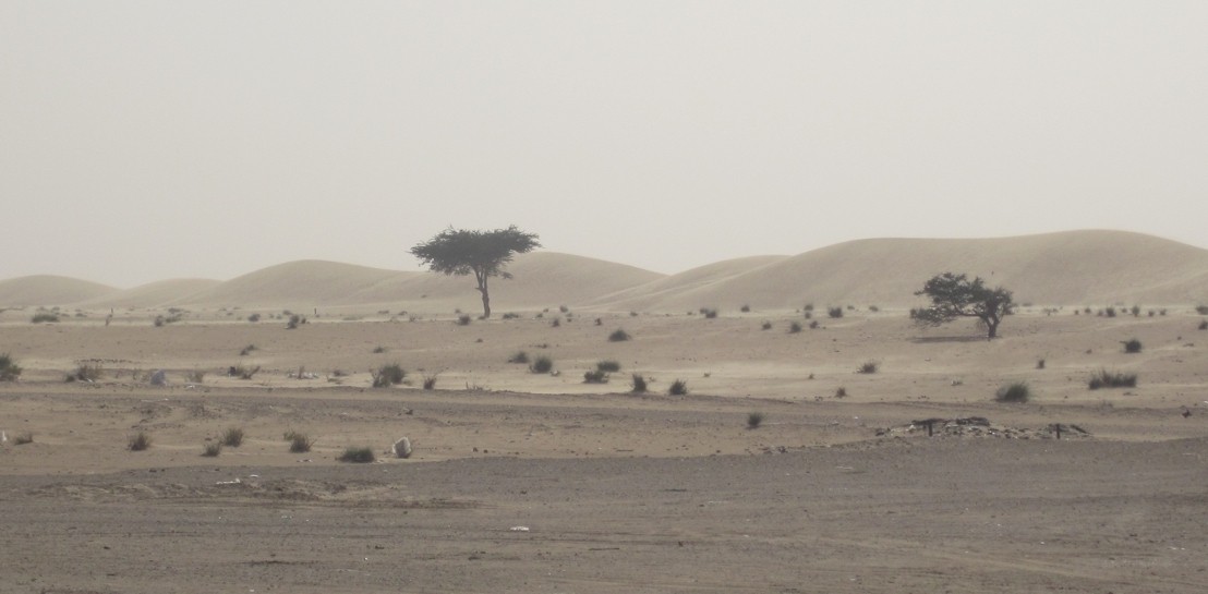 The coastal desert of northern Mauritania with sparse vegetation