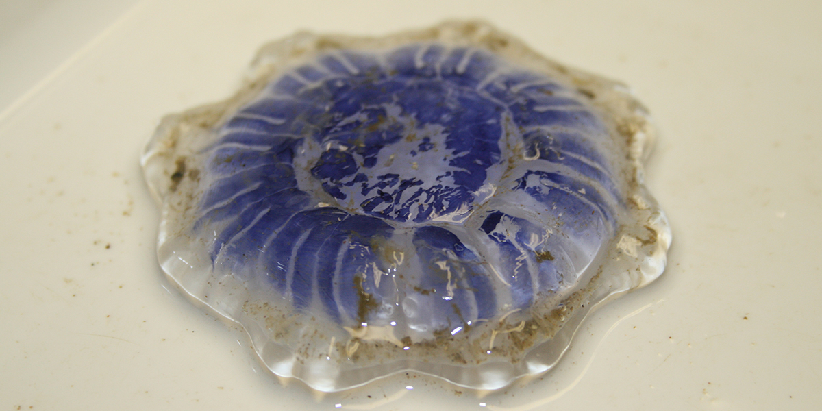 Blue jellyfish <i>Cyanea lamarckii</i> in Dutch: Blauwe haarkwal. Photo: Oscar Bos