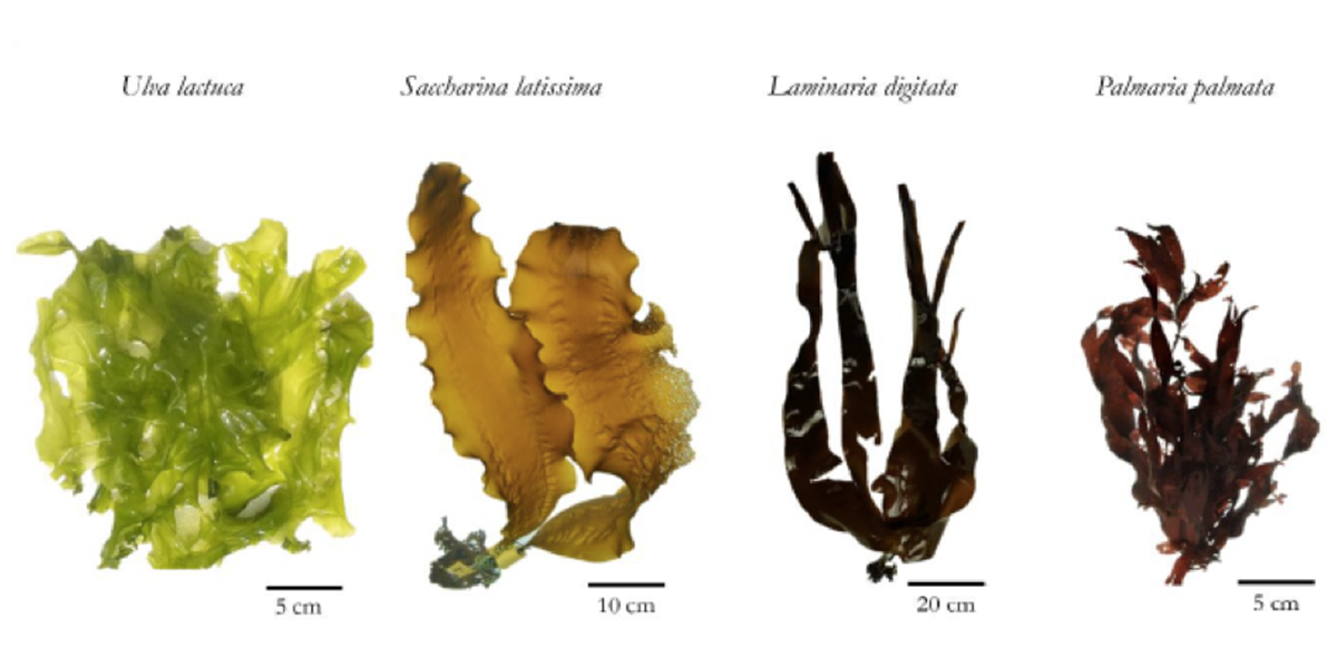 Seaweed species under investigation: <i>Ulva lactuca, Saccharina latissima, Laminaria digitata</i> and <i>Palmaria palmata</i>.