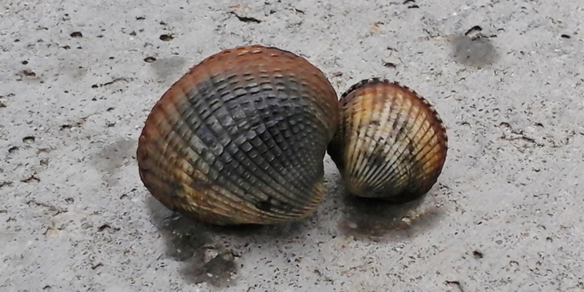 A one- and two-year-old cockle. Photo: Kiki Dethmers