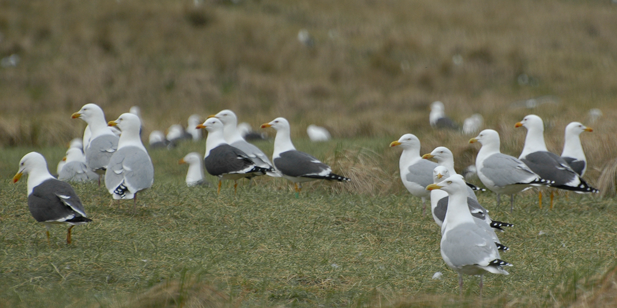 Breeding colony on the Wadden Islands.