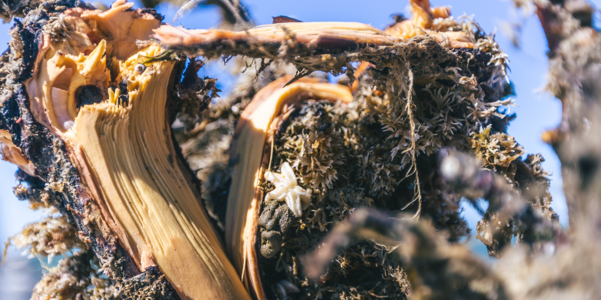 Wood worms may enter via split wood instead of acid bark