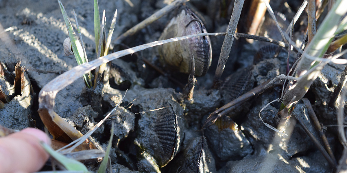 Mussels spartina mound