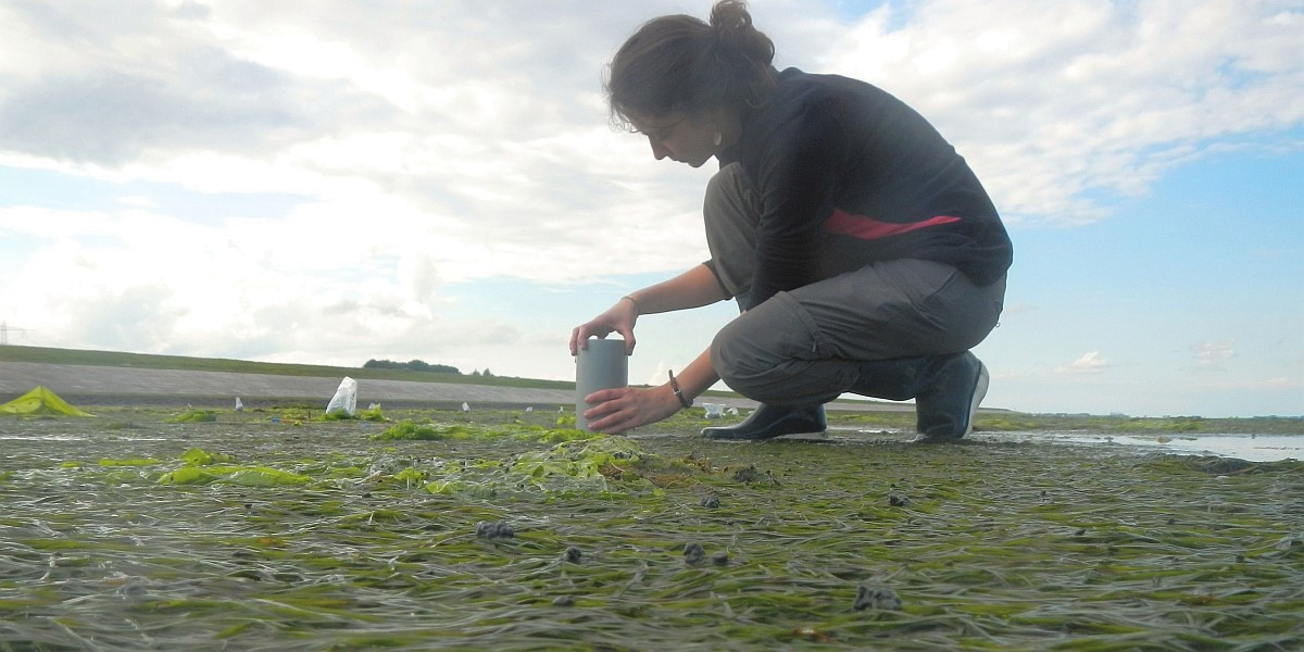 Laura Soissons aan het werk in een Klein Zeegras (Zostera noltei) veld in de Oosterschelde. 
