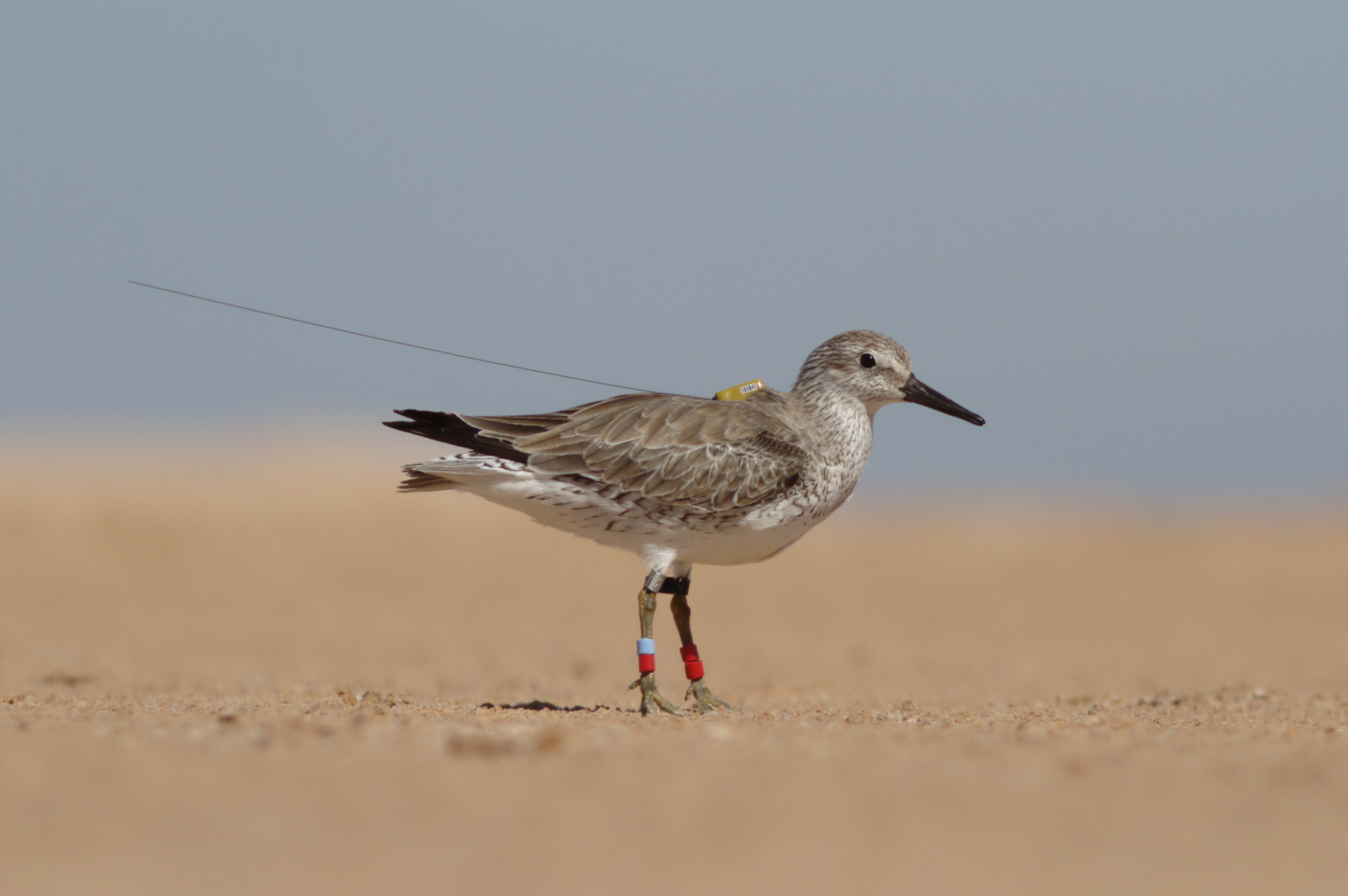 red knot with satellite tag