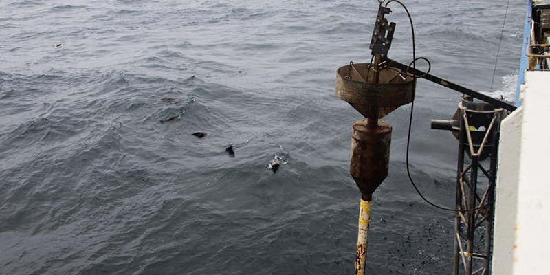 Some seals checking out deployment of the piston corer