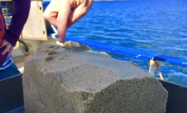 A sediment sample taken with the box corer. 