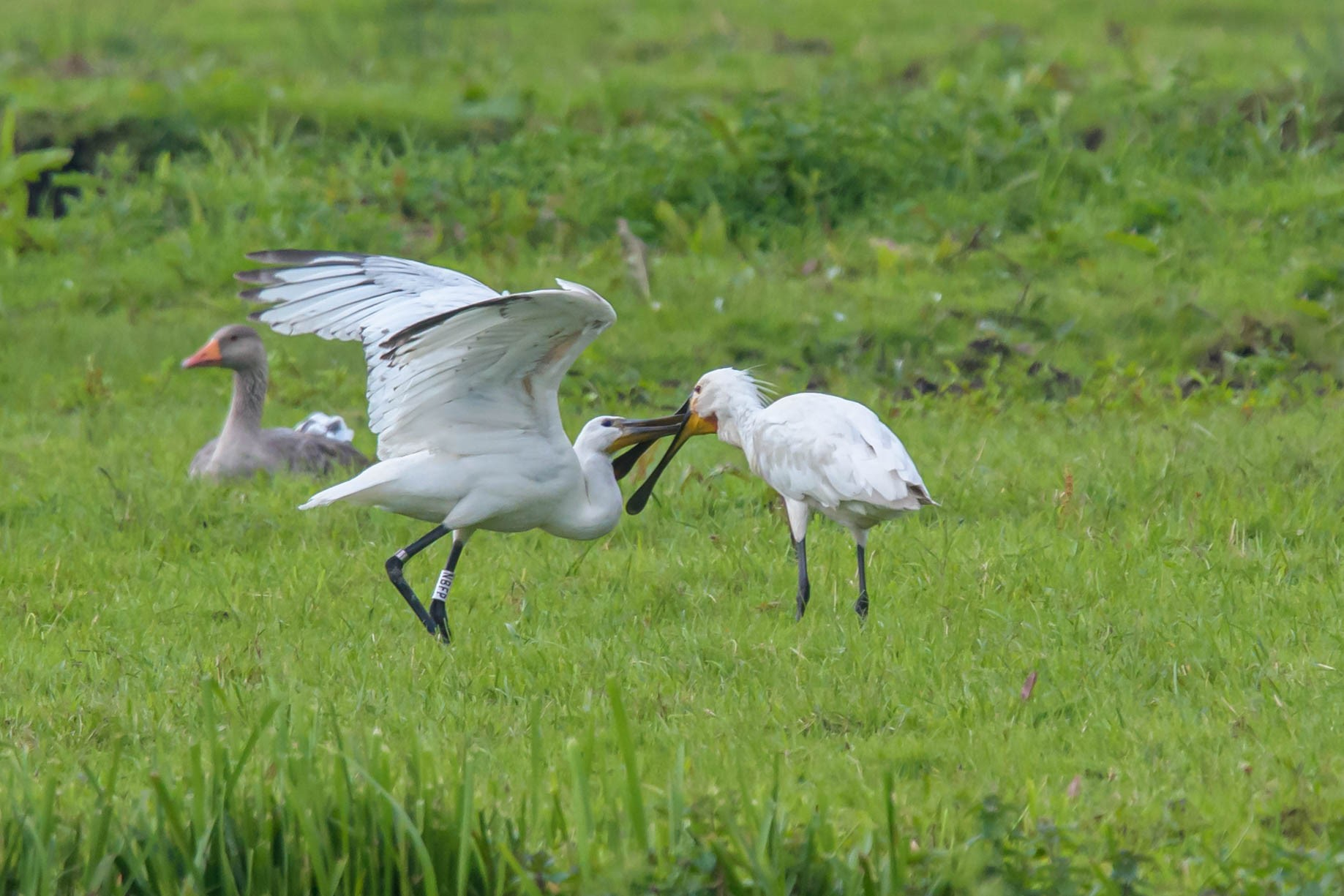 Spoonbill Siem was still fed by his father or mother on 5 August 2021. Photo credits: Dorothee Rabe