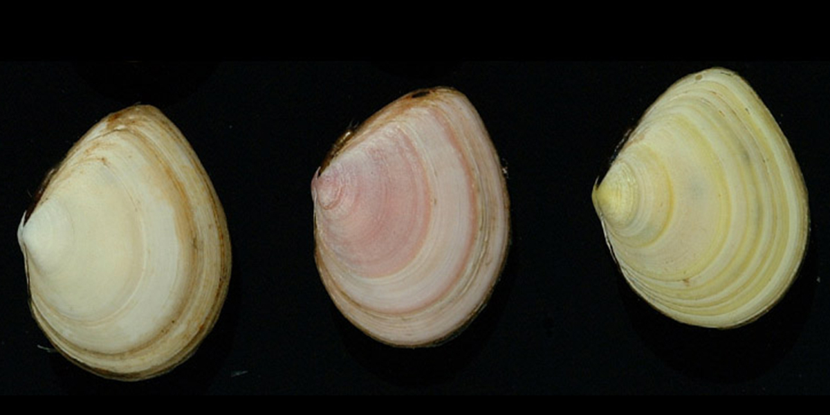 Age determination in bivalves: validation of the seasonality of shell growth bands along the European coast.