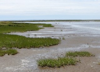 Edge of a salt marsh with plants of different sizes, shifting from contiguous mudflat vegetation, to loose ‘patches’ and then a bare mudflat. Edge of a salt marsh with plants of different sizes, shifting from contiguous mudflat vegetation, to loose ‘patches’ and then a bare mudflat.
