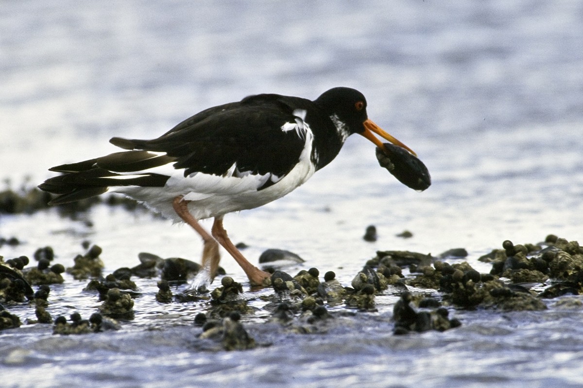 Scholeksters geven de voorkeur aan pure mosselbanken omdat er meer mosselen zijn die bovendien vleziger en makkelijker bereikbaar zijn. Foto: Jan van de Kam