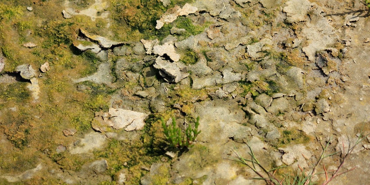 Bovenaanzicht van een microbiële mat met daarop groeiende vegetatie  - Zeekraal (Salicornia) Foto: Henk Bolhuis.