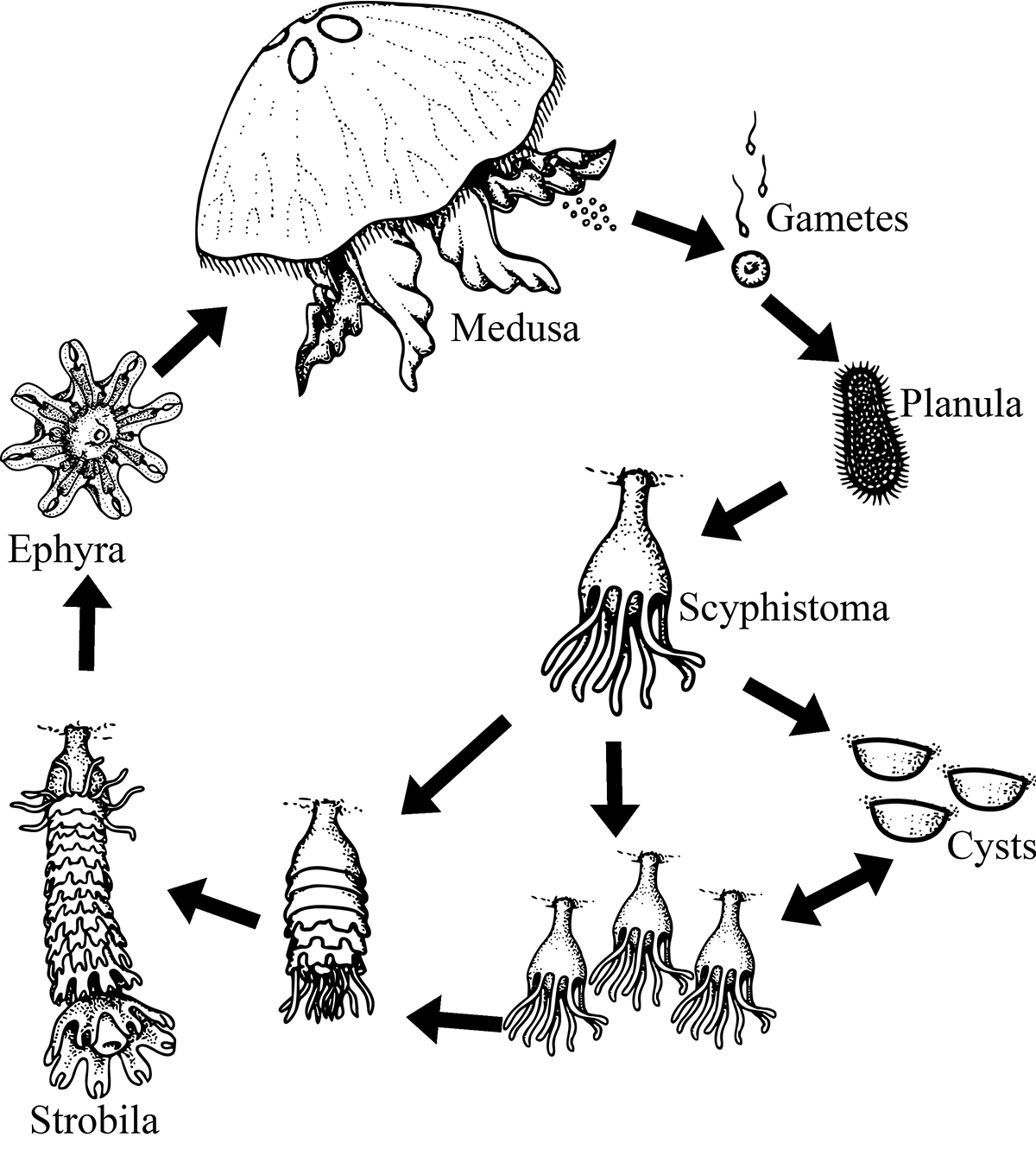 Life cycle of the moon jellyfish. Adapted from BIODIDAC