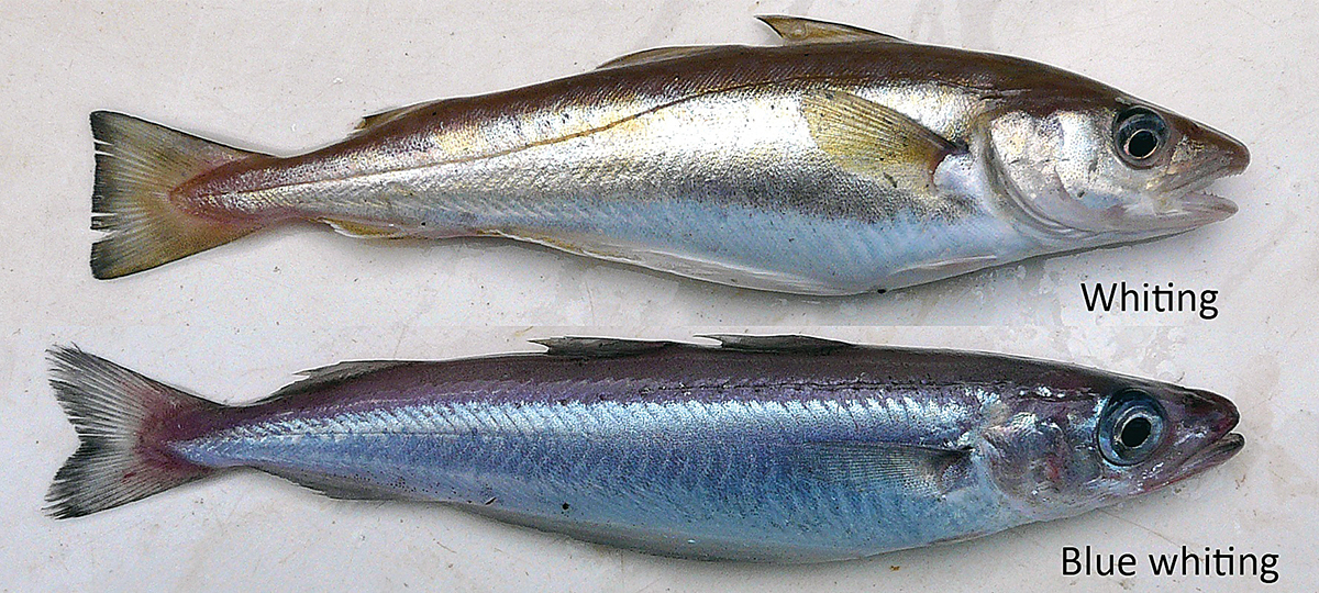 Comparison whiting and blue whiting. Photo: Peter A. Henderson