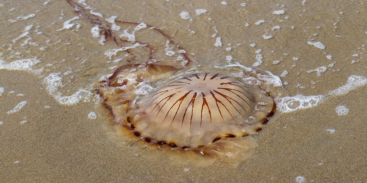 Compass jellyfish washed ashore at the beach. Photo: Picture Partners Compass jellyfish <i>Chrysaora hysoscella</i>.