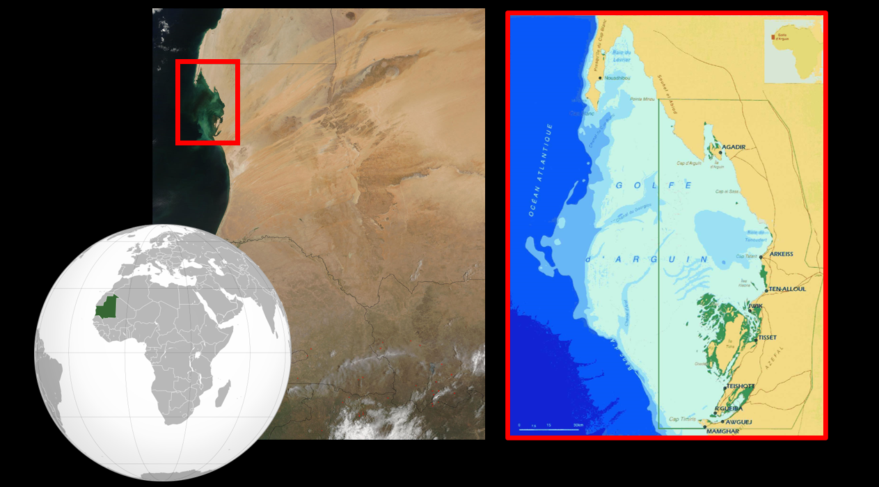 The Banc d’Arguin in Mauritania is a national park consisting of over 10.000 km2 of intertidal mudflats and shallow inshore waters in West-Africa where the Atlantic Ocean meets the Sahara. 