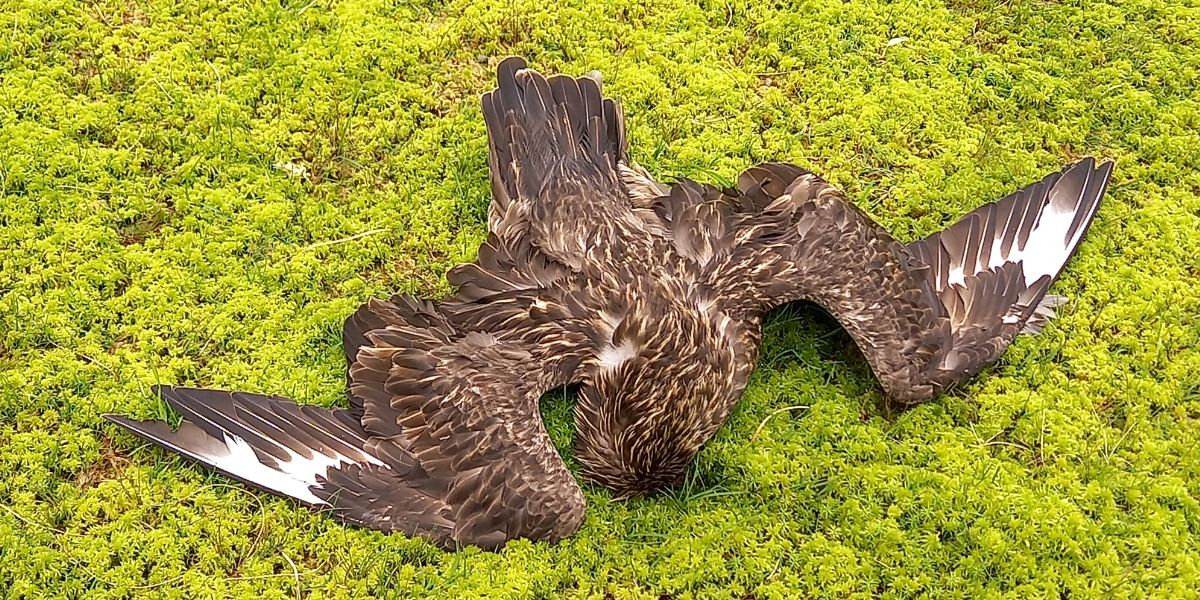 Great Skua on Foula (Photo: Kees Camphuysen)