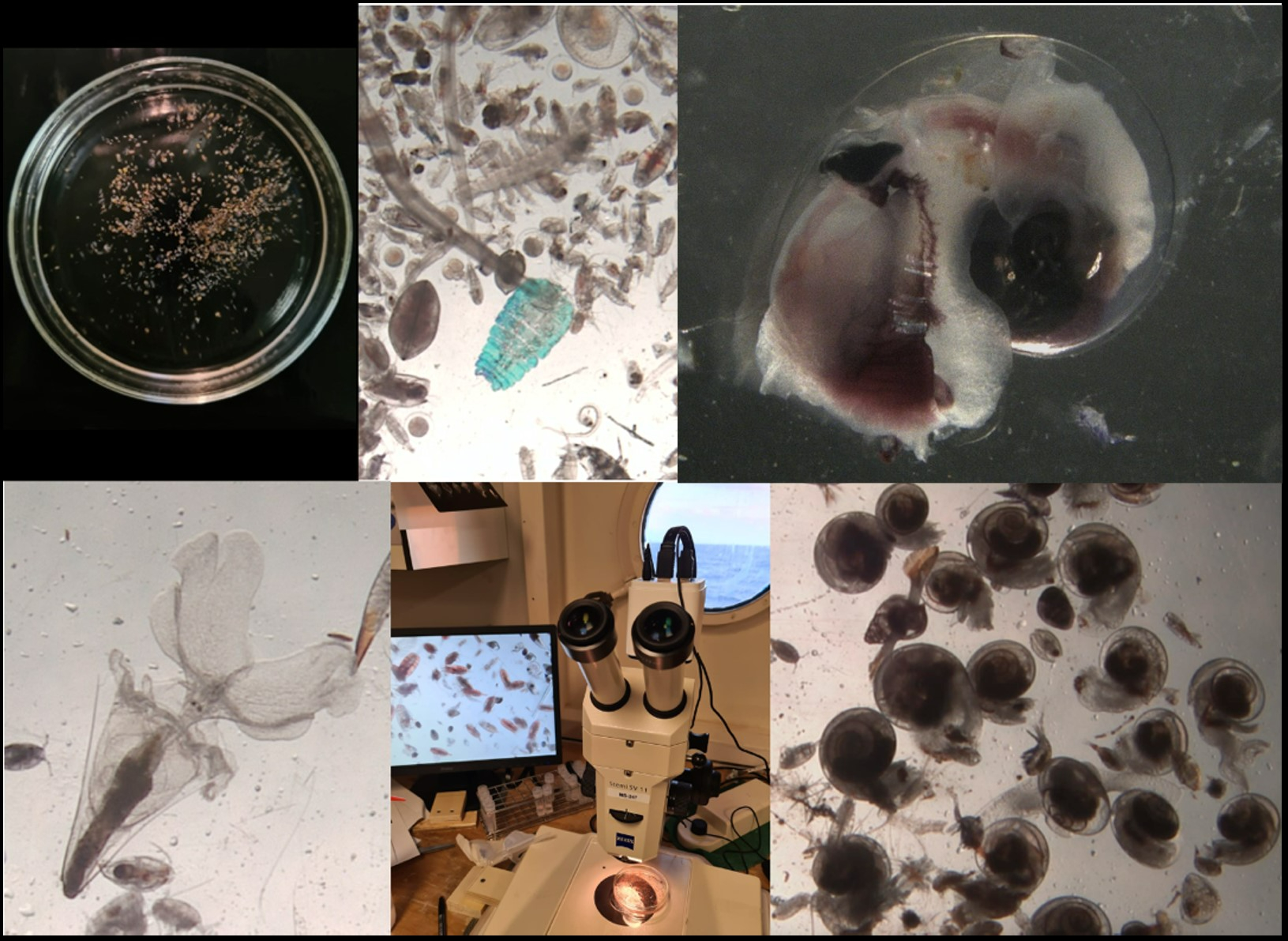 Diversity of the plankton samples under the microscope. In the upper right corner, you can see a heteropod species, also called a sea elephant. The lower left corner shows a shelled pteropod, showing off his big flappy wings -Robin van Dijk