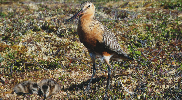 Gotwit with her chicks.