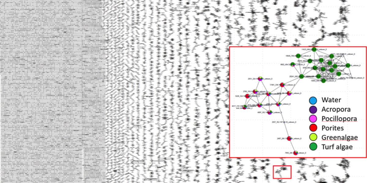Global spectral network from all sample groups. Zoomed frame shows a cluster consisting partly of compounds unique to turf algae and partly of compounds found ubiquitous in coral reef environments. Global spectral network from all sample groups. Zoomed frame shows a cluster consisting partly of compounds unique to turf algae and partly of compounds found ubiquitous in coral reef environments.