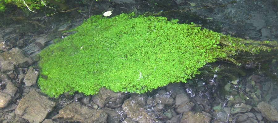 Aquatic plants adjust the cover as discharge changes and maintain a relatively constant water level and flow velocity. Photo: Sofia Licci